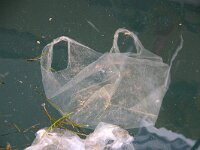 GR, Ionia Nisia, Lefkas 14, Saxifraga-Foto Fitis-Sytske Dijksen