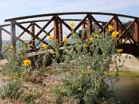 GR, Ionia Nisia, Lefkas 21, Saxifraga-Foto Fitis-Sytske Dijksen