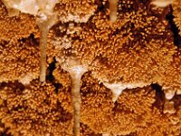 H, Borsod-Abauj-Zemplen, Josfavo, Rakoczi Cave 1, Saxifraga-VirokViktor  KONICA MINOLTA DIGITAL CAMERA