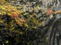 IS, Austurland, Austur-skaftafellssysla, Svartifoss 10, Saxifraga-Dick Hoogenboom