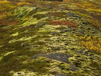 IS, Austurland, Austur-skaftafellssysla, Svinafellsjokull 13, Saxifraga-Mira Hoogenboom