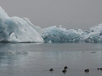 IS, Austurland, Hornafjoerdur, Jokulsarlon 2, Saxifraga-Peter Stein