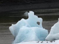 IS, Austurland, Hornafjoerdur, Jokulsarlon 4, Saxifraga-Peter Stein