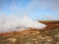 IS, Sudurnes, Reykjanesbaer, Reykjanes 8, Saxifraga-Bart Vastenhouw