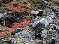 IS, Vesturland, Snaefellsbaer, Gerduberg 3, Saxifraga-Mira Hoogenboom