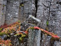 IS, Vesturland, Snaefellsbaer, Gerduberg 5, Saxifraga-Mira Hoogenboom