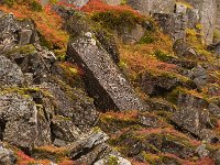 IS, Vesturland, Snaefellsbaer, Gerduberg 6, Saxifraga-Mira Hoogenboom