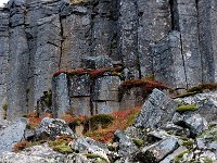 IS, Vesturland, Snaefellsbaer, Gerduberg 7, Saxifraga-Mira Hoogenboom