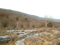 IRL, Burren County, Clare 2, Saxifraga-Sasha van der Sleesen