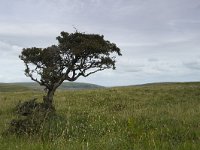 IRL, Clare county, The Burren, Carronloop 1, Saxifraga-Jan Nijendijk