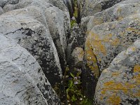 IRL, Clare county, The Burren, Doolinpoint 1, Saxifraga-Jan Nijendijk