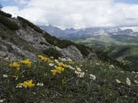 I, Belluno, Livinallongo del Col di Lana, Arabba, Bec de Roces 46, Saxifraga-Willem van Kruijsbergen