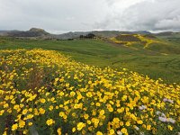 I, Caltanissetta, Butera 2, Saxifraga-Hans Dekker