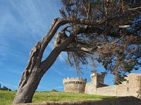 I, Livorno, Piombino, Populonia 4, Saxifraga-Hans Dekker