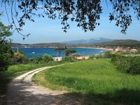 I, Livorno, Piombino, Populonia 8, Saxifraga-Hans Dekker