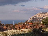 I, Nuoro, Dorgali 7, Saxifraga-Hans Dekker