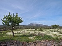 I, Nuoro, Dorgali 8, Saxifraga-Hans Dekker