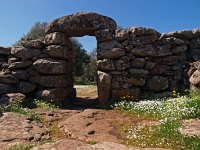 I, Nuoro, Dorgali, Serra e Orrios 5, Saxifraga-Hans Dekker