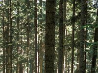 I, Pistoia, Abetone 16, Saxifraga-Jan van der Straaten