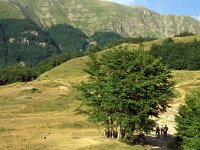 I, Pistoia, Abetone, La Verginetta 6, Saxifraga-Jan van der Straaten