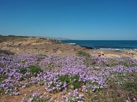 I, Siracusa, Noto, Vendicari 1, Saxifraga-Hans Dekker