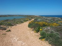 I, Siracusa, Noto, Vendicari 8, Saxifraga-Hans Dekker