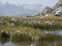 I, Sondrio, Lanzada, Laghi di Campagneda 9, Saxifraga-Willem van Kruijsbergen