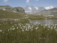 I, Sondrio, Lanzada, Passo Canciano 7, Saxifraga-Willem van Kruijsbergen