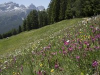 I, Sued-Tirol, Corvara, Col Alt 13, Saxifraga-Willem van Kruijsbergen