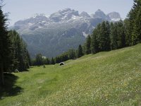 I, Sued-Tirol, Corvara, Col Alt 14, Saxifraga-Willem van Kruijsbergen