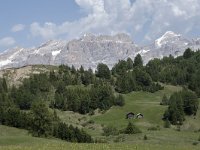 I, Sued-Tirol, Corvara, Col Alt 20, Saxifraga-Willem van Kruijsbergen