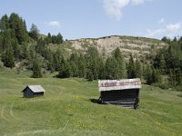 I, Sued-Tirol, Corvara, Col Alt 25, Saxifraga-Willem van Kruijsbergen