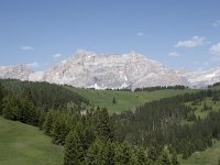 I, Sued-Tirol, Corvara, Col Alt 39, Saxifraga-Willem van Kruijsbergen