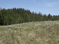 I, Sued-Tirol, Corvara, Col Alt 4, Saxifraga-Willem van Kruijsbergen