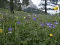 I, Sued-Tirol, Corvara, Kolfuschg 15, Saxifraga-Willem van Kruijsbergen