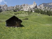 I, Sued-Tirol, Corvara, Kolfuschg, Ciamplo 1, Saxifraga-Willem van Kruijsbergen