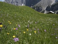 I, Sued-Tirol, Corvara, Kolfuschg, Ciamplo 3, Saxifraga-Willem van Kruijsbergen