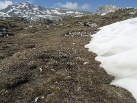 I, Sued-Tirol, Corvara, Naturpark Puez-Geisler 109, Saxifraga-Annemiek Bouwman