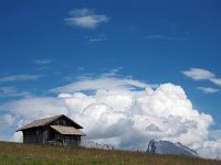 I, Sued-Tirol, Sankt Ulrich, Puflatsch 11, Saxifraga-Hans Dekker