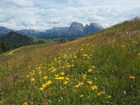 I, Sued-Tirol, Sankt Ulrich, Puflatsch 13, Saxifraga-Hans Dekker