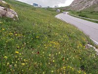 I, Sued-Tirol, Wolkenstein, Pordoi Pass 4, Saxifraga-Hans Dekker