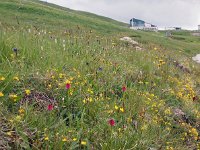 I, Sued-Tirol, Wolkenstein, Pordoi Pass 6, Saxifraga-Hans Dekker