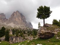 I, Sued-Tirol, Wolkenstein, Sella Pass 7, Saxifraga-Hans Dekker