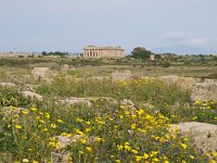 I, Trapani, Selinunte 5, Saxifraga-Hans Dekker