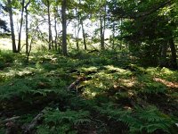 LV, Ventspils novads, Moricsala nature reserve 8, Saxifraga-National Botanical Garden of Latvia