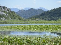 MNE, Cetinje, Skadarsko jezero at Karuc 3, Saxifraga-Tom Heijnen