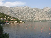 MNE, Kotor, Boka kotorska near Perast, Saxifraga-Tom Heijnen