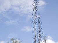 Landschap ZO van Halden, Noorwegen  Landscape of Norway with some long dead trees, south-east of the town Halden : color, colour, dead tree, Europe European, forest wood, Halden, mountain, nature natural, Norway, norwegian, rural landscape, Scandinavia Scandinavian, summer, tree, vertical