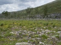 N, Finnmark, Hammerfest, Kvalsund 12, Saxifraga-Willem van Kruijsbergen