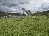 N, Finnmark, Hammerfest, Kvalsund 9, Saxifraga-Willem van Kruijsbergen